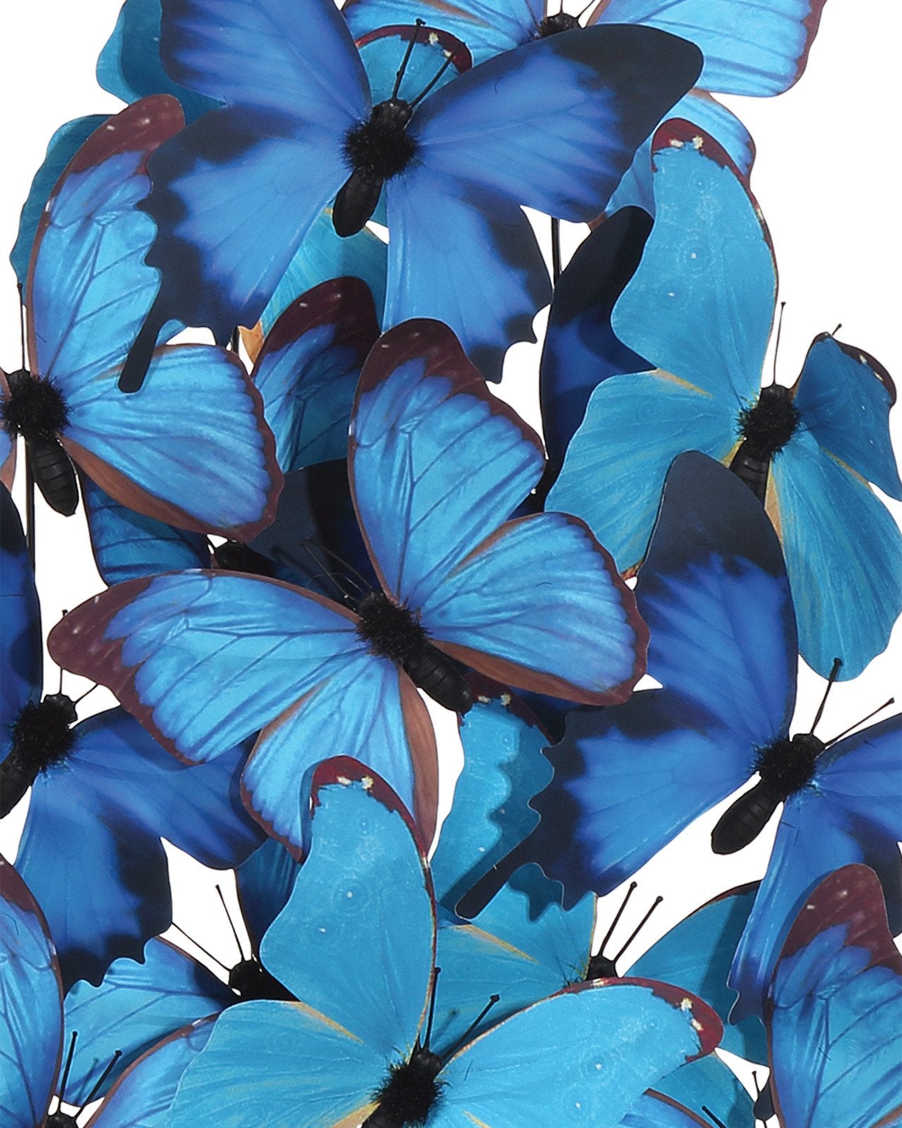 Rue de Bac Large Butterflies